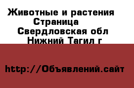  Животные и растения - Страница 10 . Свердловская обл.,Нижний Тагил г.